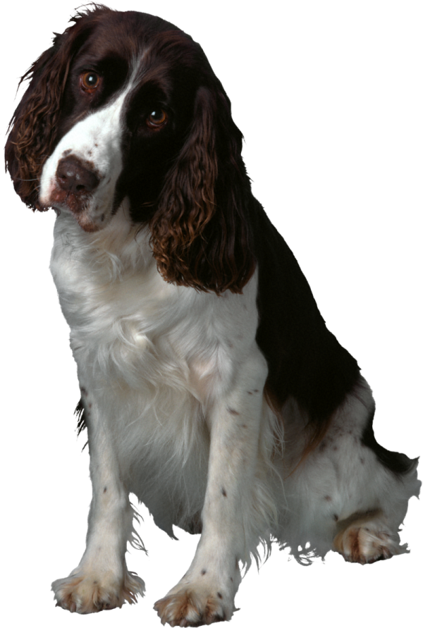 a black and white dog sitting on the ground