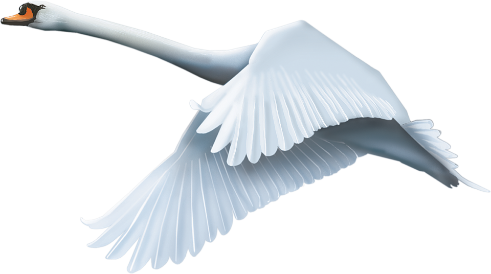 a white swan flying in the air