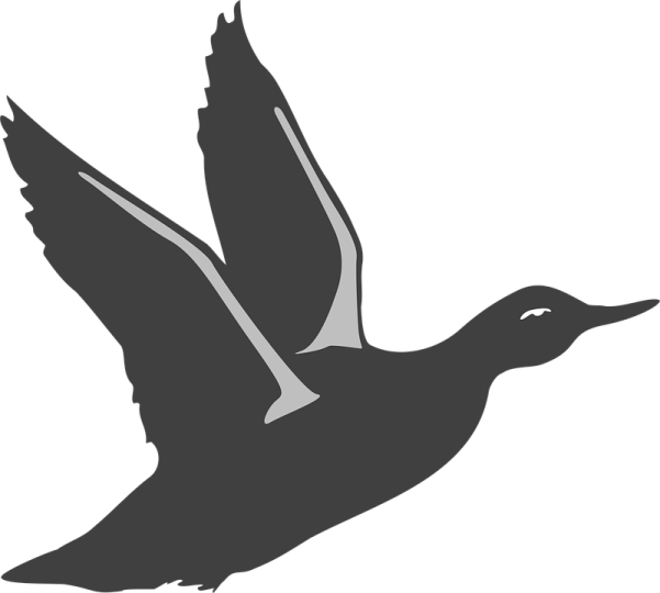 a black and white silhouette of a bird
