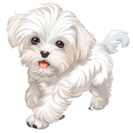 a small white dog with long hair and big eyes