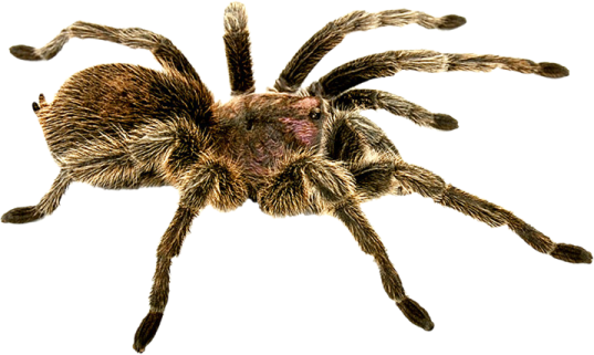 a tara tara spider