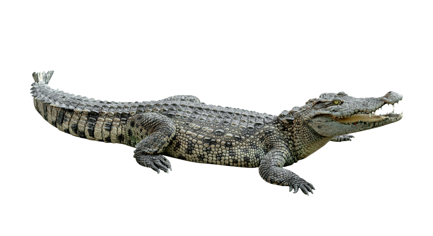 a crocodile with its mouth open on a white background