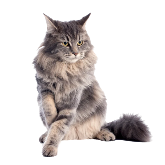 a long haired cat sitting on the floor