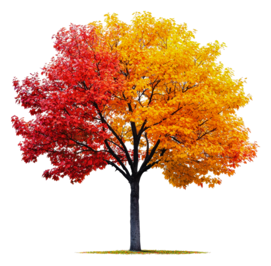 a tree with colorful leaves on it