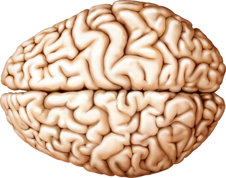 an image of a human brain