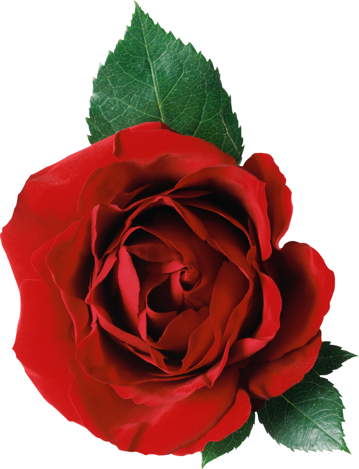 a single red rose on a white background