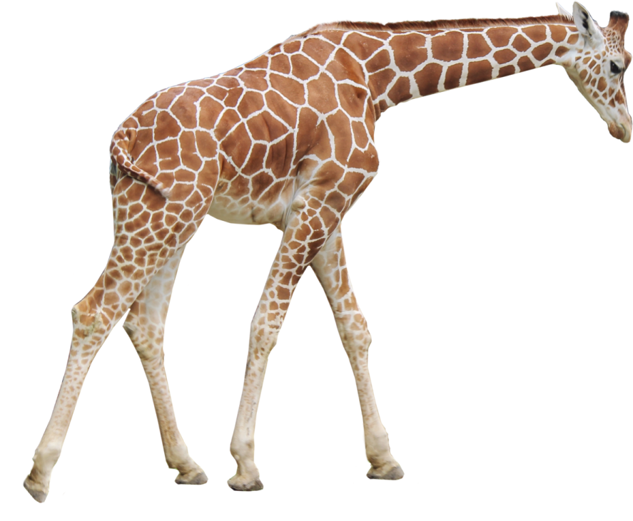 the gi is brown and white
