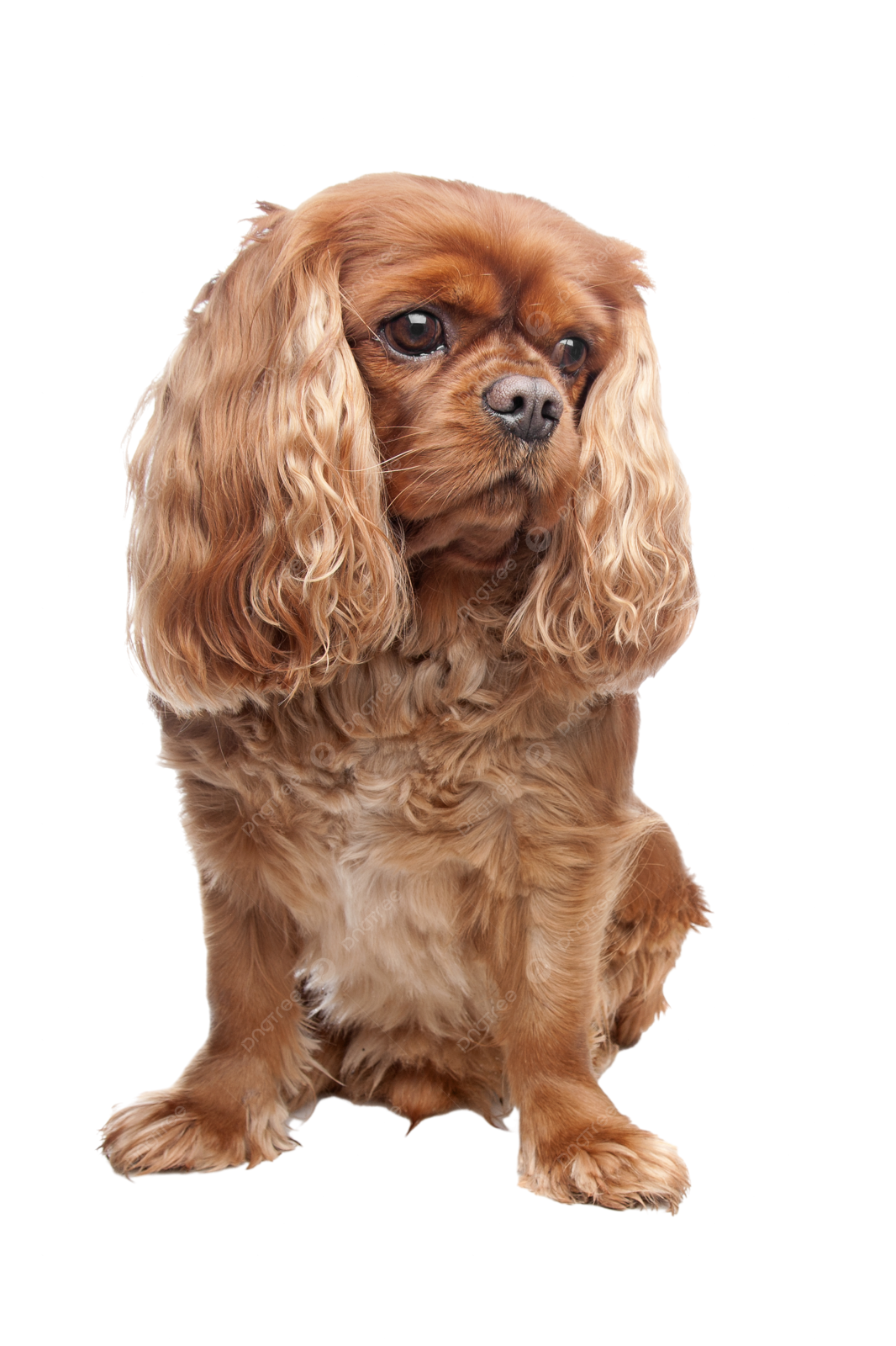a small brown dog with long hair sitting down