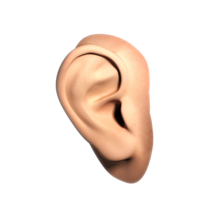 a close up of an ear on a white background