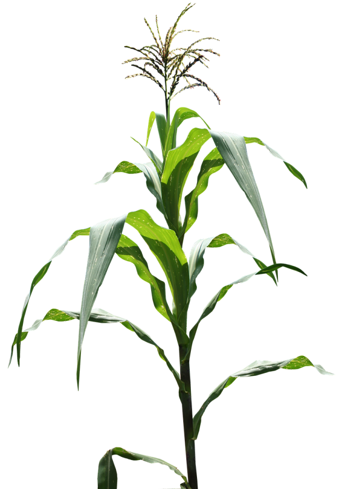 a plant that is growing in the ground
