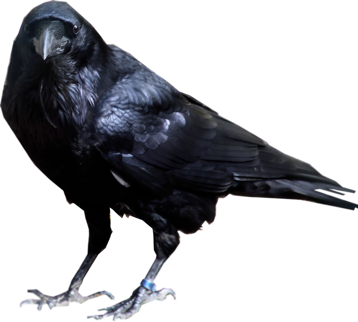 a black bird standing on a white surface