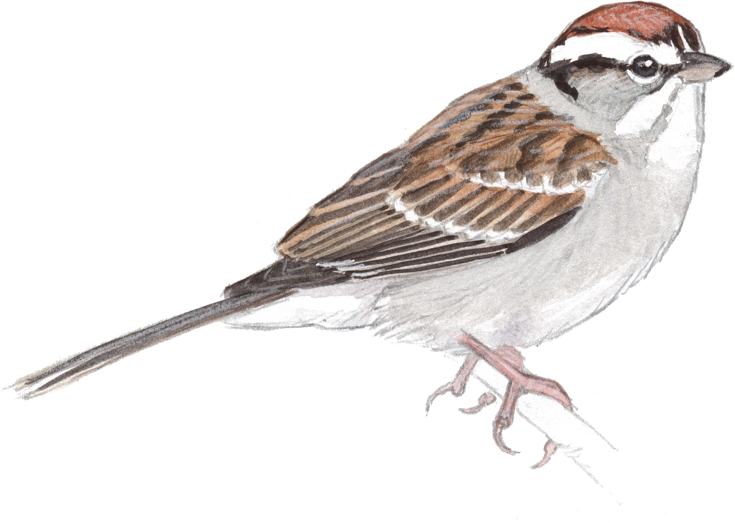 a drawing of a bird on a white background