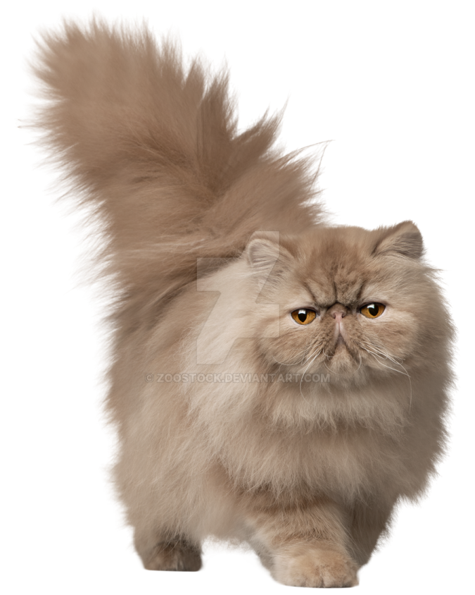 a fluffy cat with long hair standing in front of a white background