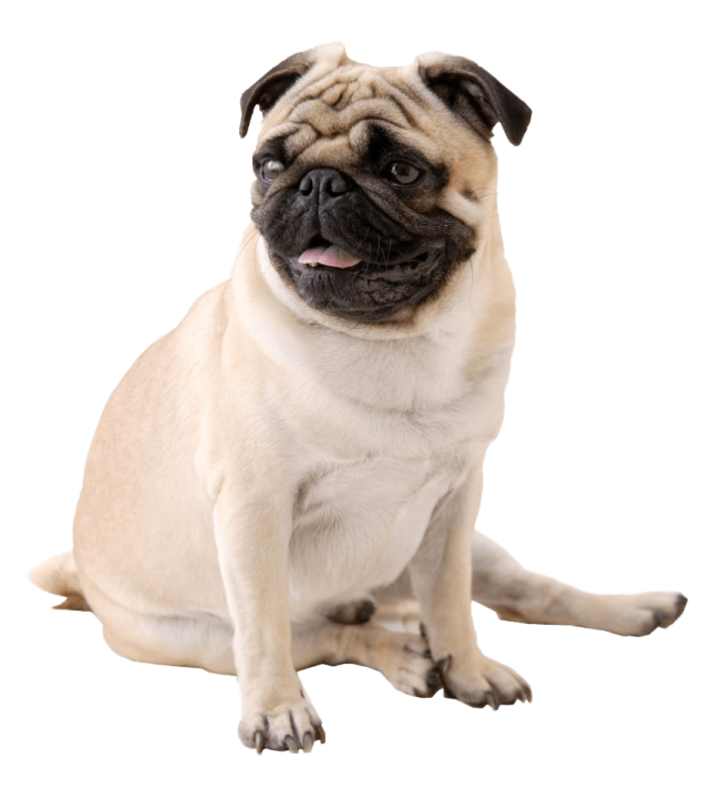 a small pug sitting on the ground