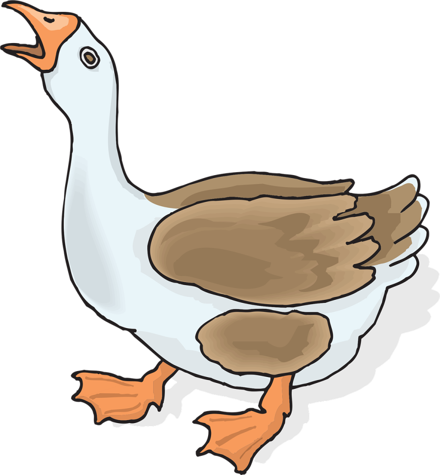 a duck with brown and white feathers