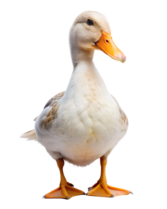 a close up of a duck on a white background