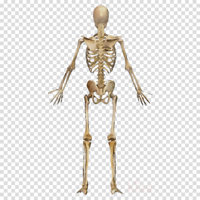 the human skeleton, transparent transparent background