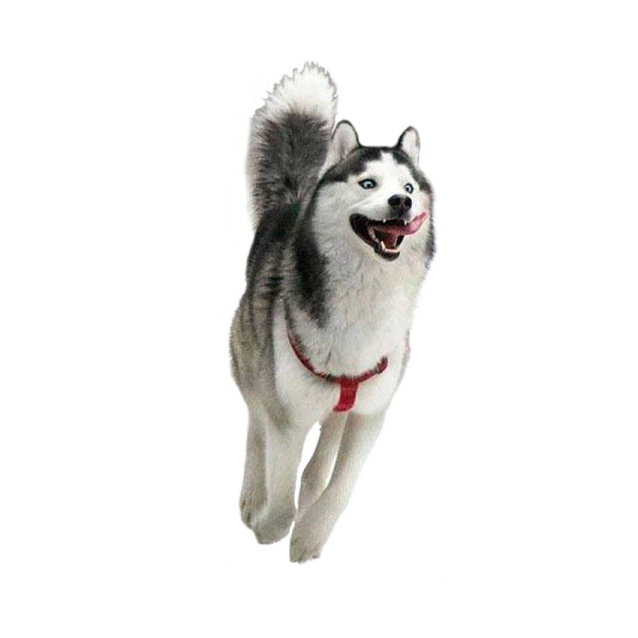 a husky dog running in the air with its mouth open