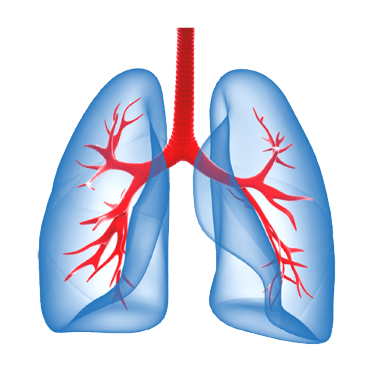 a diagram of the lungs