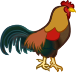a rooster is standing on the ground