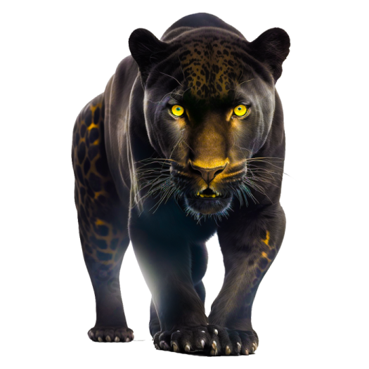 a black jaguar walking towards the camera