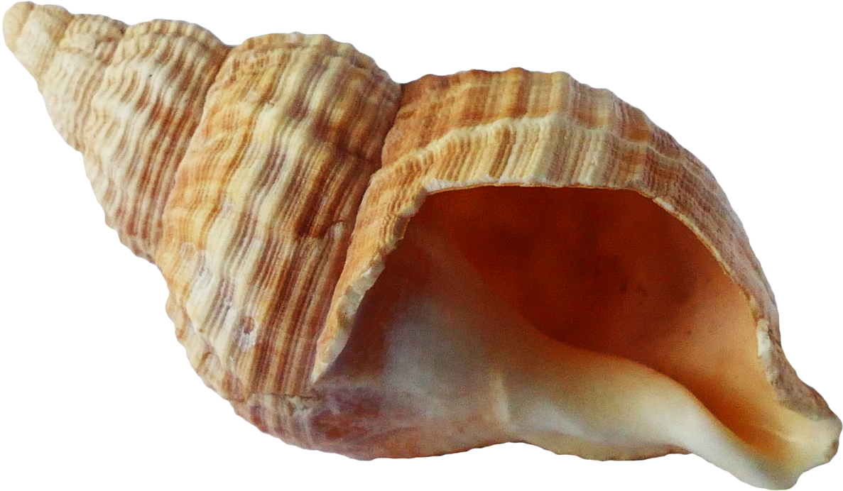 a close up of a shell on a white background