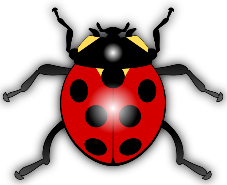 a ladybird beetle on a white background
