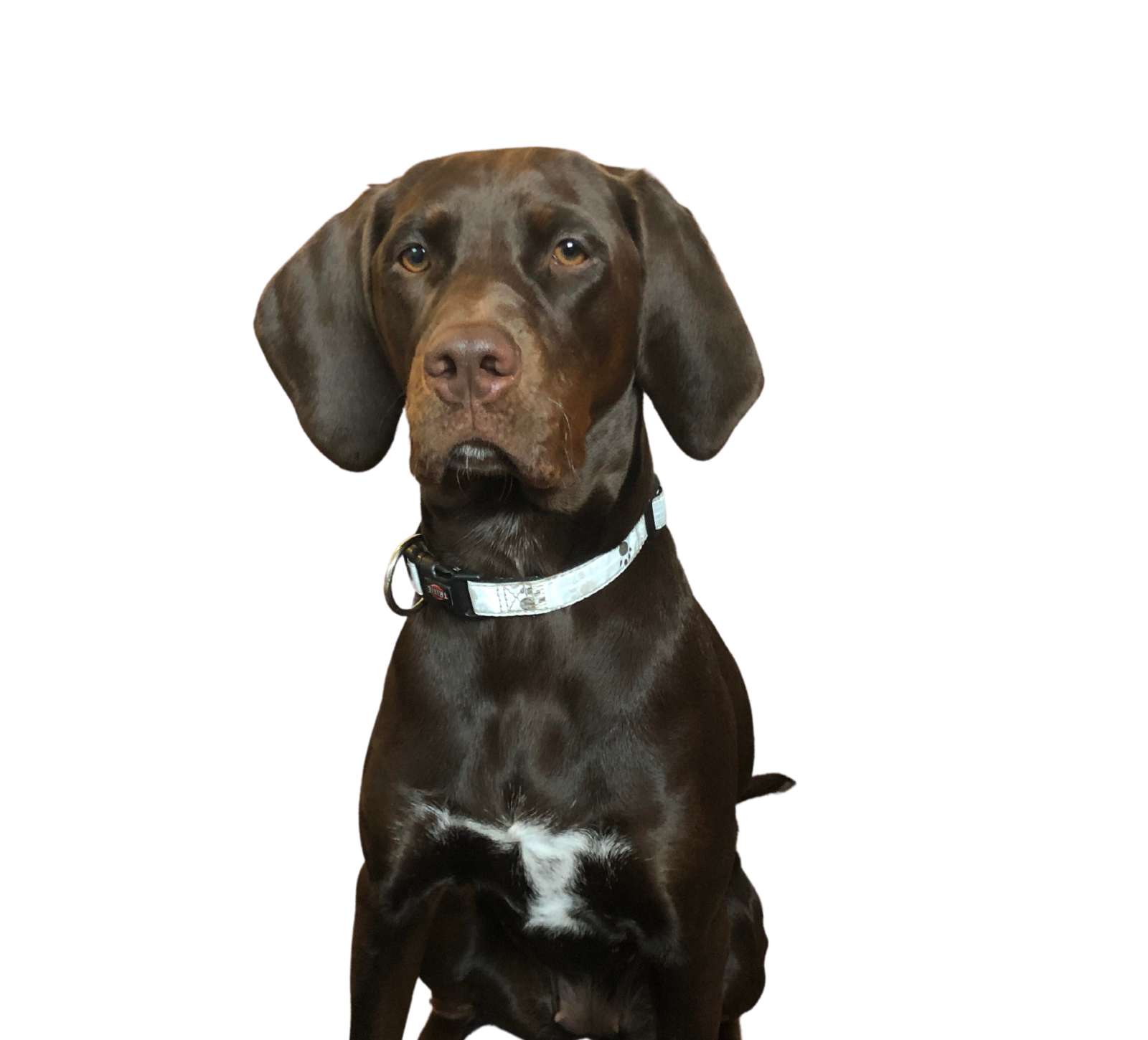 a black and brown dog sitting on a white surface