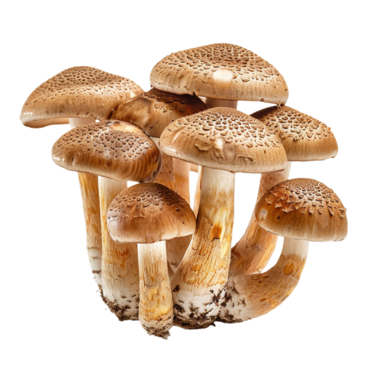 a bunch of mushrooms on a white background