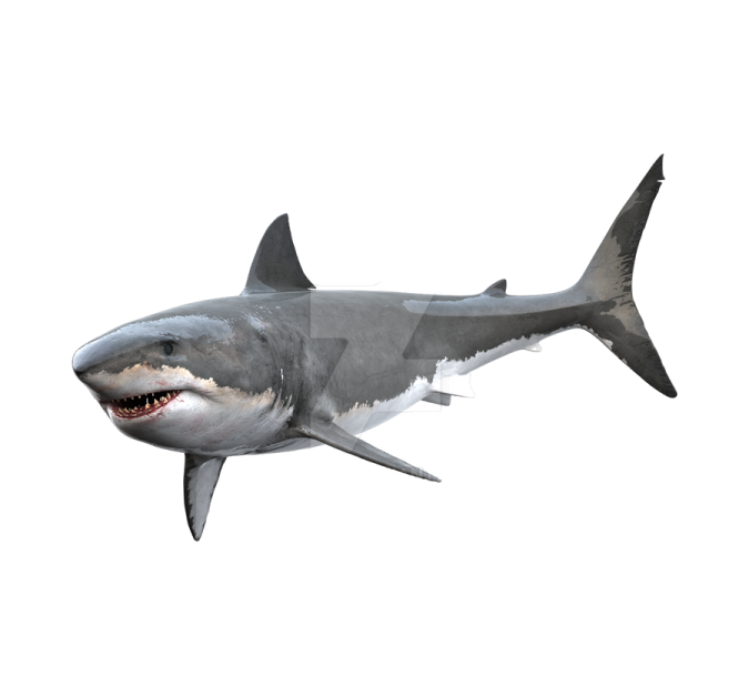 a great white shark with its mouth open