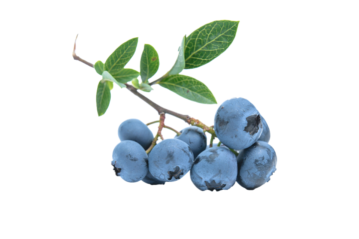 a bunch of blueberries on a branch