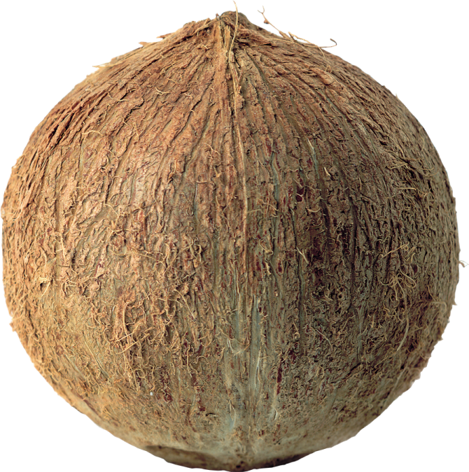 a coconut on a white background