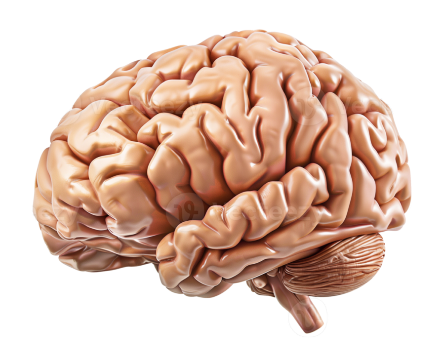 an image of the human brain