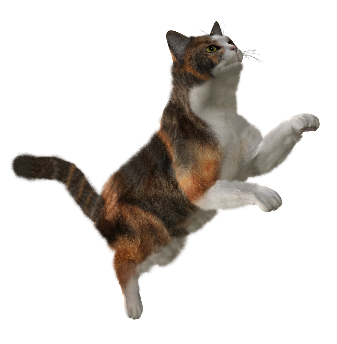 a cat that is jumping in the air