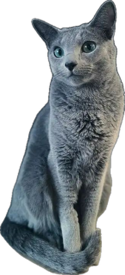 a gray cat sitting on top of a white surface