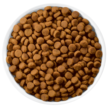 a white bowl filled with dog food