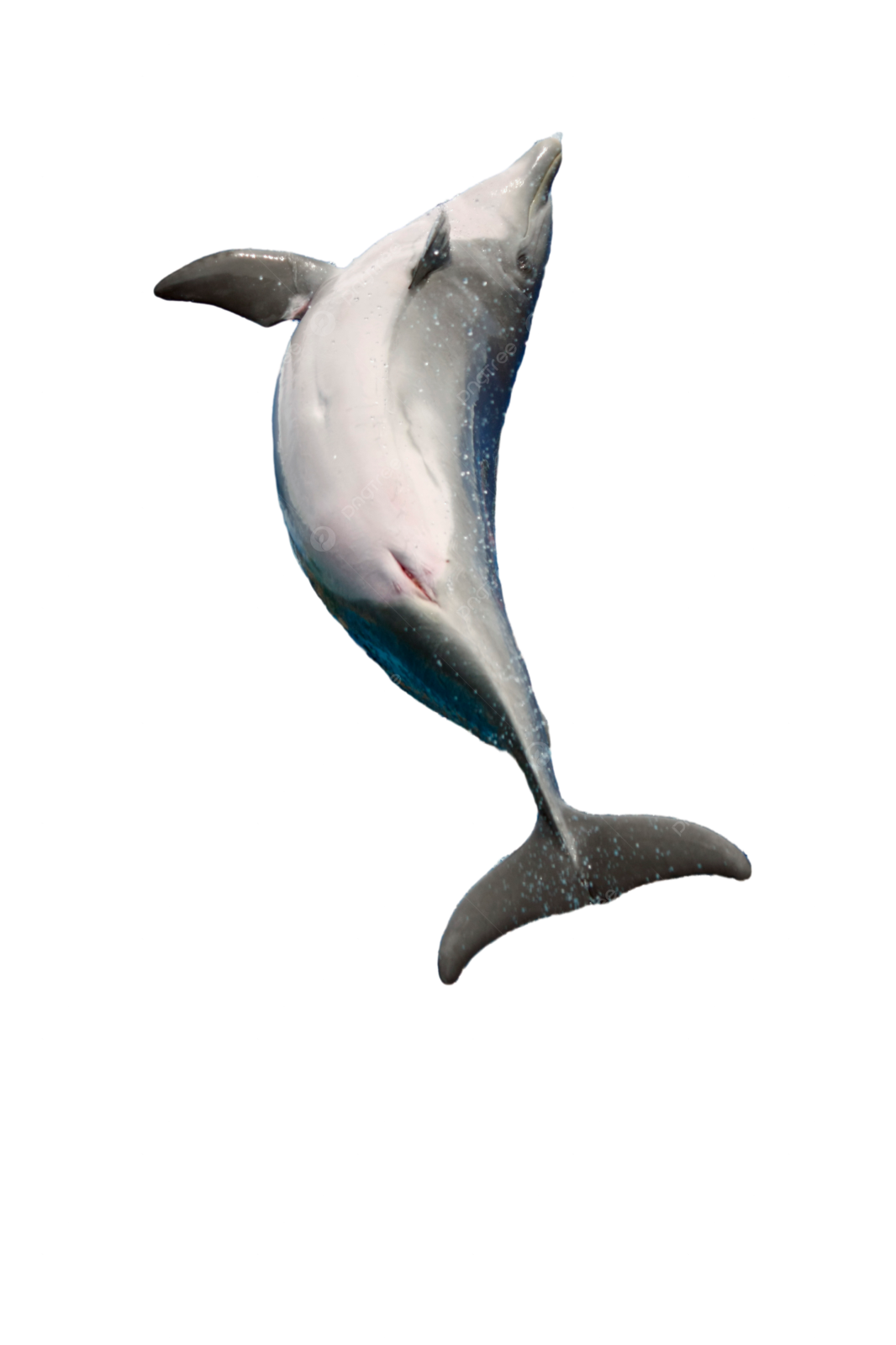 a dolphin jumping in the air on a white background