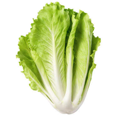 a lete leaf on white background