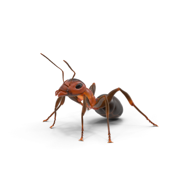 A red ant insect on a white background