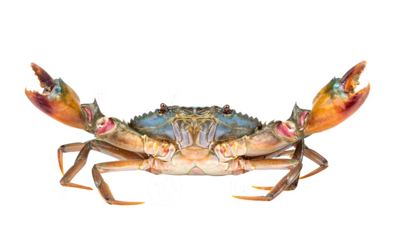 a blue crab on a white background