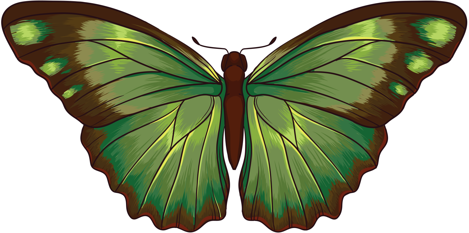 a green butterfly on a white background