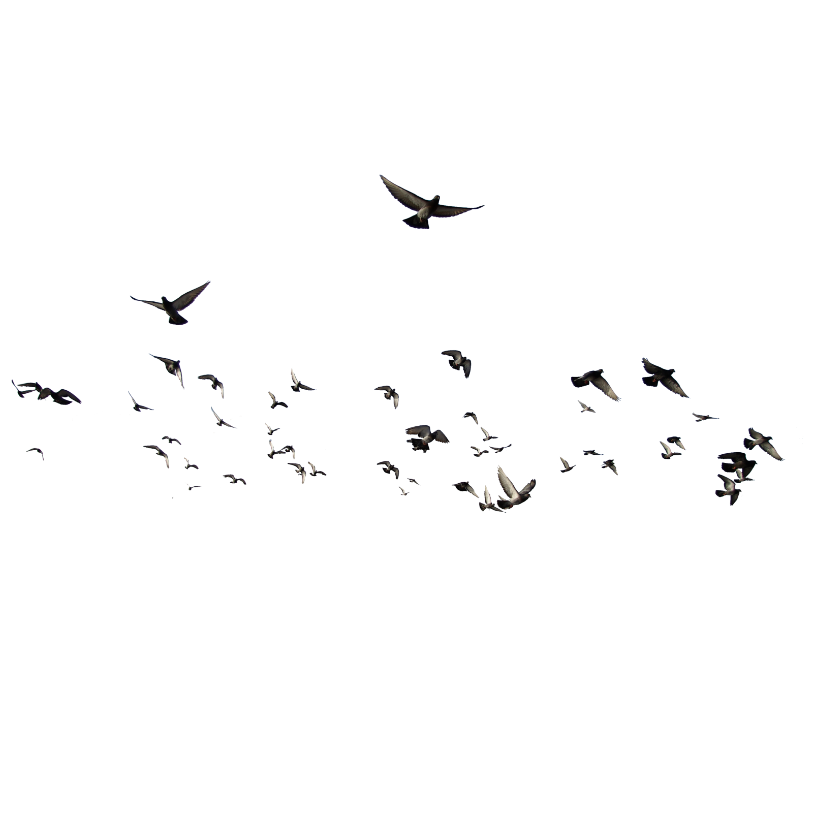 a flock of birds flying in the sky
