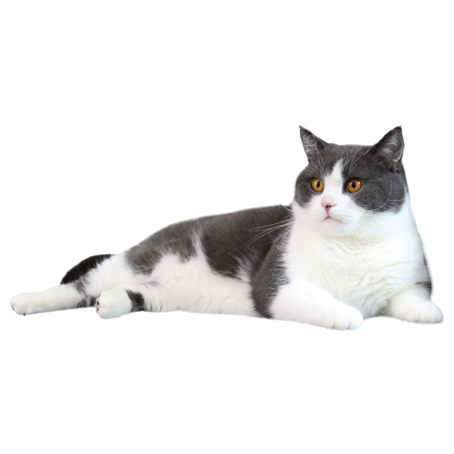 a gray and white cat laying on the floor