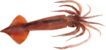 a small fish with long legs and an orange tail