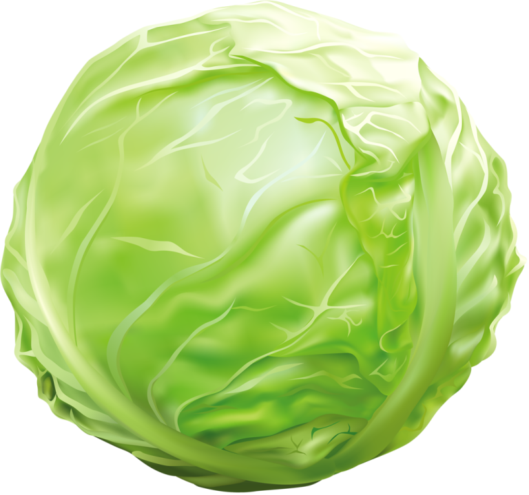 a green cabbage on a white background