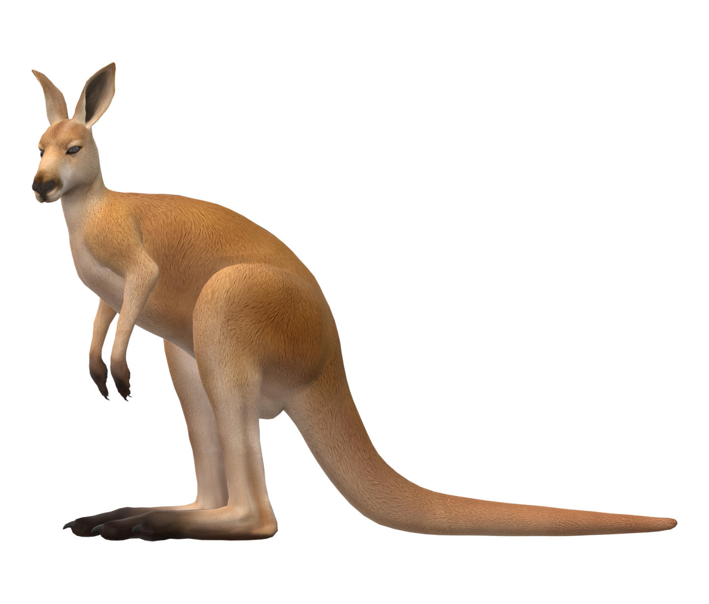 a kangaroo is standing on its hinds