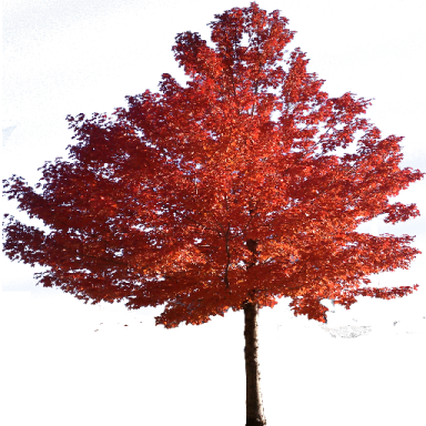 a tree with red leaves in the fall