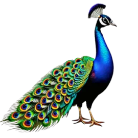 a peacock with its feathers spread out