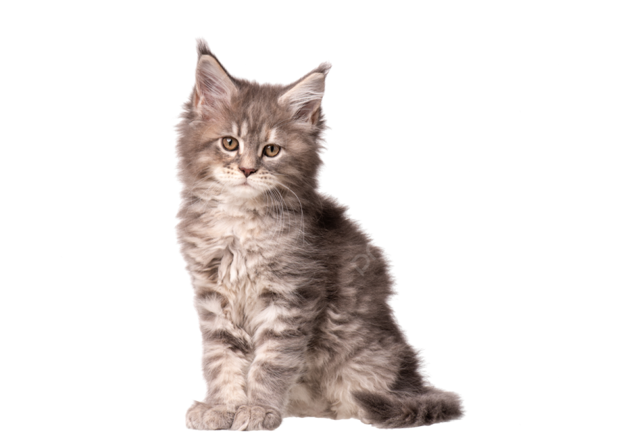a gray and white kitten sitting on a white background