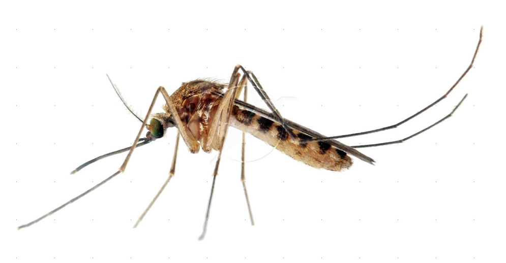 a mosquito on a white background